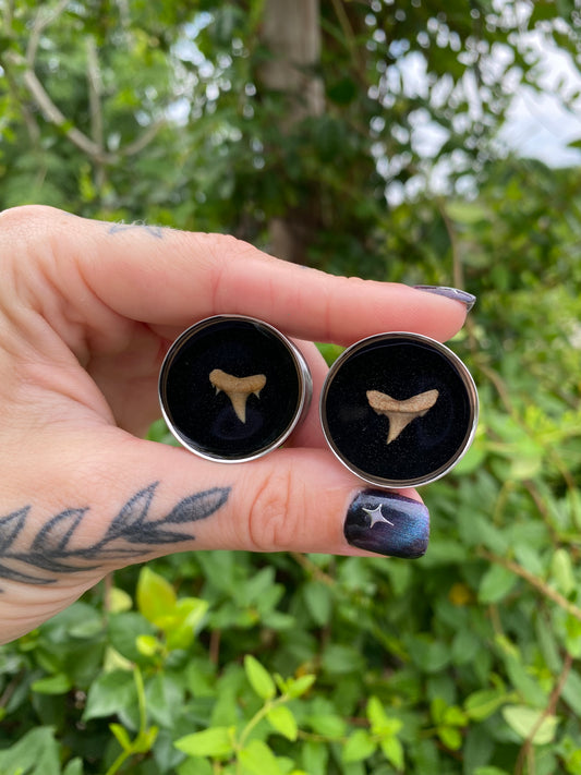 Discounted- shark tooth double flared stainless steel plugs